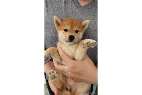 成約済の大阪府の柴犬-331219の2枚目