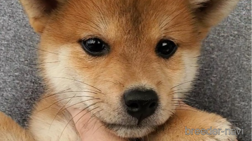 成約済の大阪府の柴犬-331221の1枚目