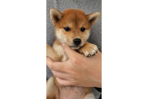 成約済の大阪府の柴犬-331221の2枚目