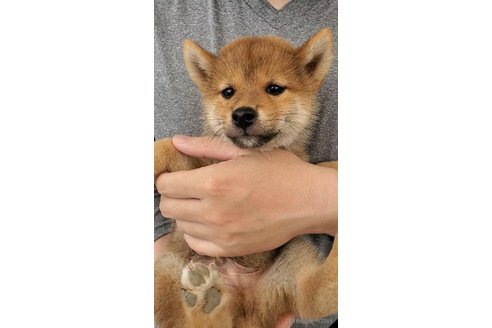 成約済の大阪府の柴犬-331222の2枚目