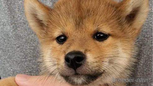 成約済の大阪府の柴犬-331222の1枚目
