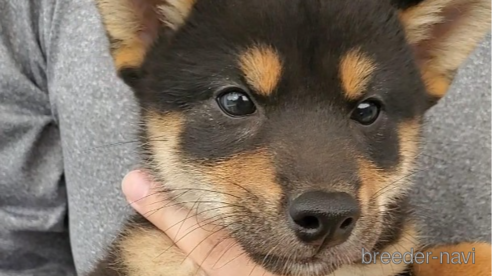 成約済の大阪府の柴犬-331220の1枚目