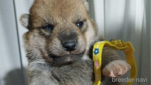 成約済の千葉県の柴犬-339406の3枚目