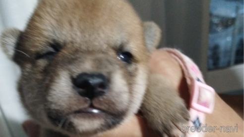 成約済の千葉県の柴犬-339407の3枚目