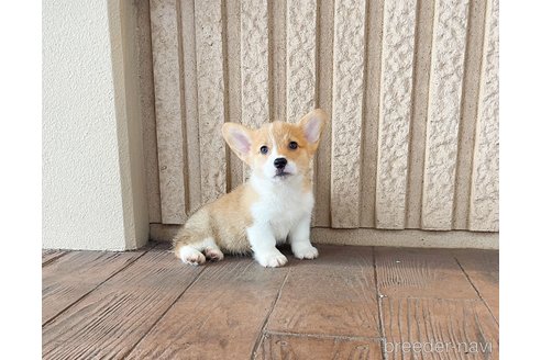 成約済の千葉県のウェルシュコーギーペンブローク-334689の1枚目