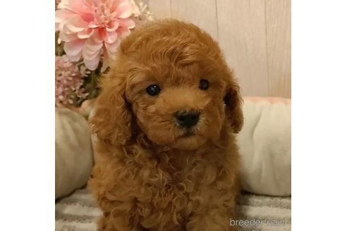 成約済の愛知県のティーカッププードル-338045