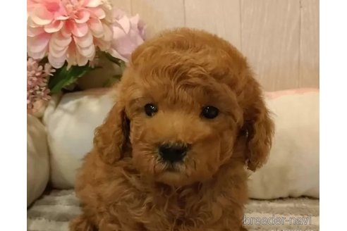 成約済の愛知県のティーカッププードル-338045の2枚目