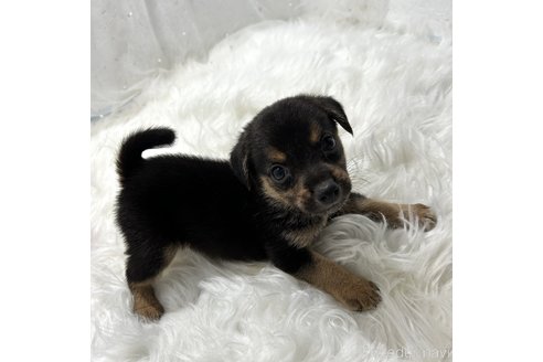 成約済の栃木県のミックス犬-339476の6枚目