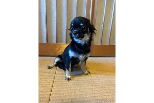 成約済の兵庫県のチワワ(ロングコート)-334926の3枚目