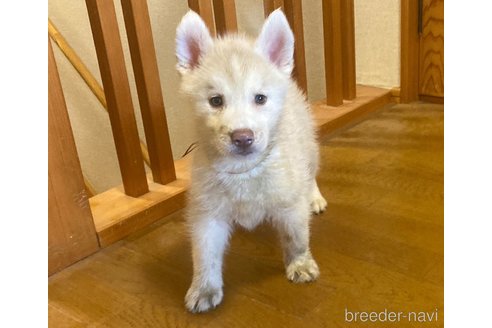 成約済の静岡県のシベリアンハスキー-337746の25枚目