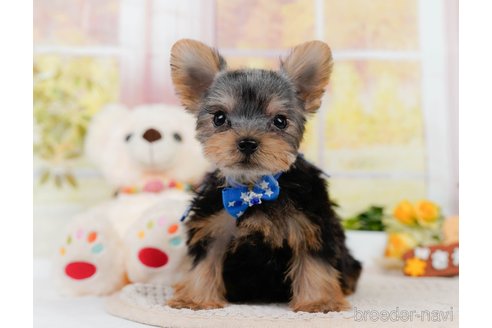 成約済の神奈川県のヨークシャーテリア-339484の2枚目