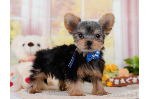 成約済の神奈川県のヨークシャーテリア-339484の3枚目