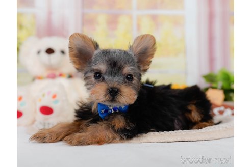 成約済の神奈川県のヨークシャーテリア-339484の5枚目