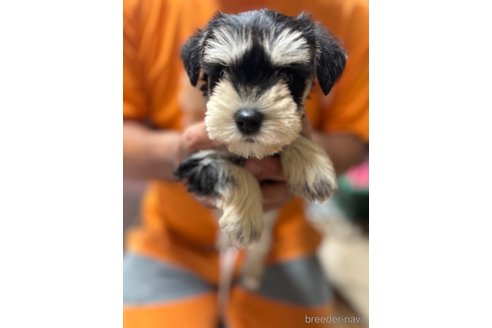 成約済の静岡県のミニチュアシュナウザー-339506の1枚目