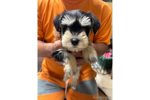 成約済の静岡県のミニチュアシュナウザー-339506の2枚目