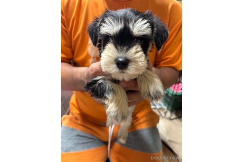 成約済の静岡県のミニチュアシュナウザー-339506の3枚目