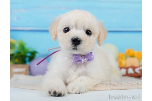 成約済の神奈川県のビションプー:ビションフリーゼ×トイプードル-339509