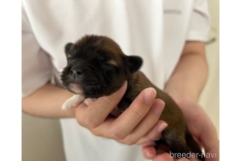 成約済の埼玉県のミックス犬-339520の29枚目