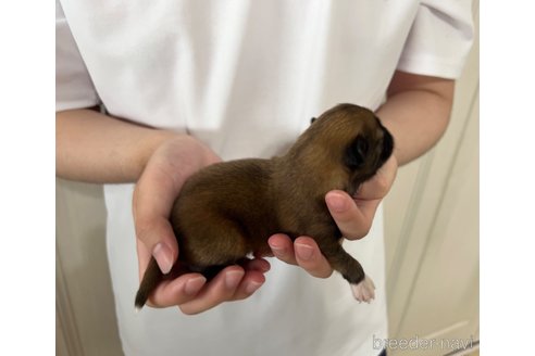 成約済の埼玉県のミックス犬-339529の28枚目