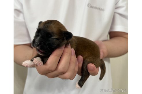 成約済の埼玉県のミックス犬-339529の27枚目