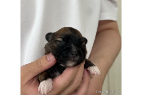成約済の埼玉県のミックス犬-339529の26枚目