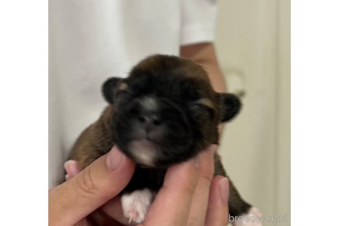 成約済の埼玉県のミックス犬-339529の25枚目