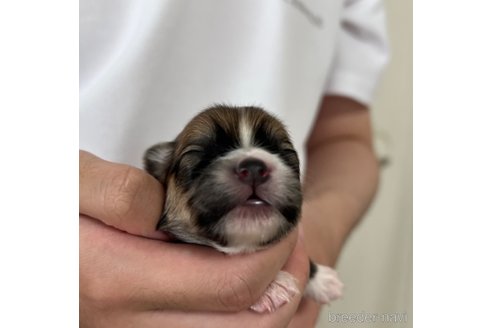 成約済の埼玉県のミックス犬-339530の18枚目
