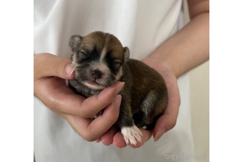 成約済の埼玉県のミックス犬-339530の19枚目