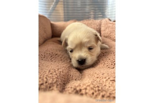 成約済の兵庫県のチワワ(ロングコート)-339538の2枚目