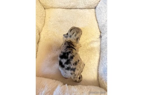 成約済の兵庫県のチワワ(ロングコート)-339552の10枚目