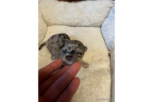 成約済の兵庫県のチワワ(ロングコート)-339552の12枚目