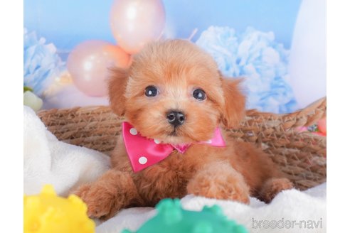 成約済ののミックス犬-339571