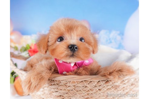成約済の栃木県のミックス犬-339571の6枚目
