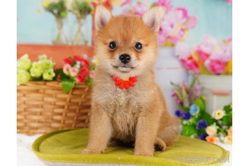 成約済ののミックス犬-339578