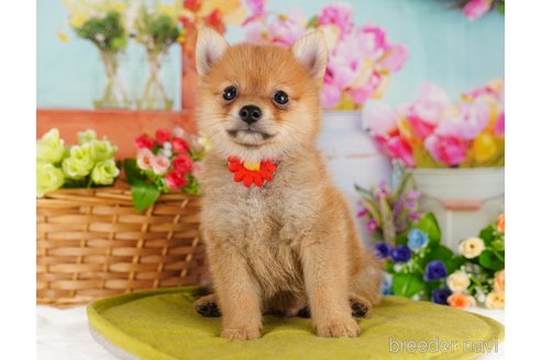 成約済の東京都のミックス犬-339578の5枚目