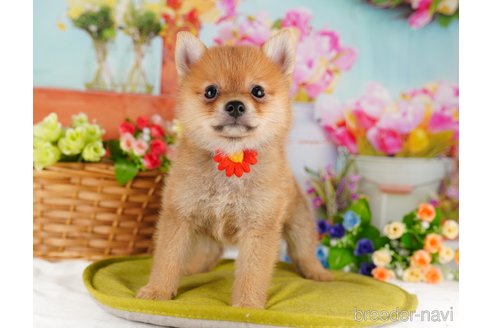 成約済の東京都のミックス犬-339578の6枚目
