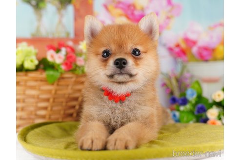 成約済の東京都のミックス犬-339578の3枚目