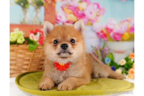 成約済の東京都のミックス犬-339578の4枚目