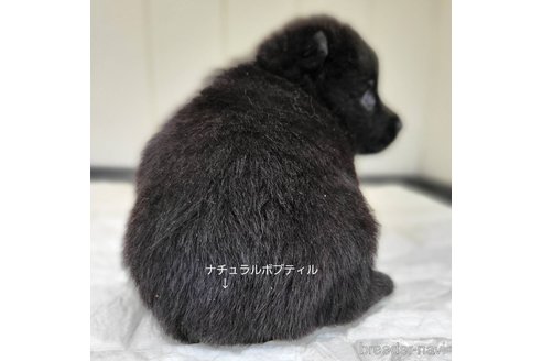 成約済の茨城県のスキッパーキ-337934の12枚目