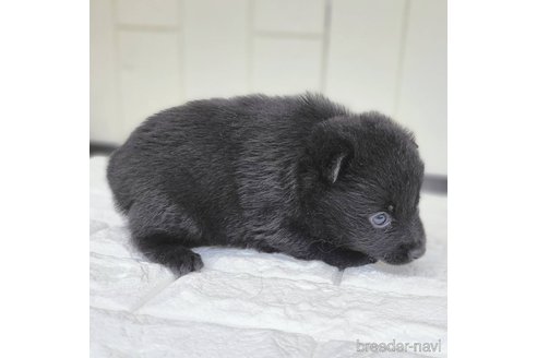 成約済の茨城県のスキッパーキ-337934の13枚目
