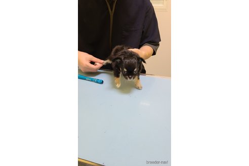 成約済の愛知県のチワワ(ロングコート)-339616の17枚目