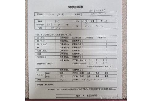 成約済の愛知県のチワワ(ロングコート)-339616の16枚目