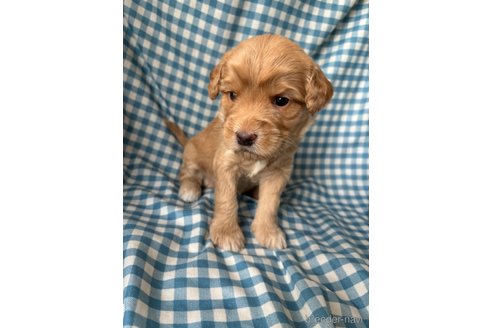 成約済の茨城県のミックス犬-339632の5枚目