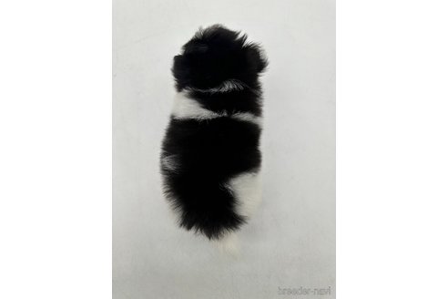 成約済の愛知県のポメマル:ポメラニアン×マルチーズ-339649の3枚目
