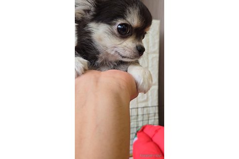 成約済の福岡県のチワマル:チワワ×マルチーズ-339708の6枚目