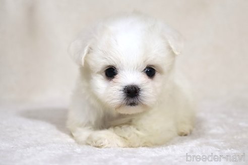 成約済の滋賀県のミックス犬-339710の8枚目