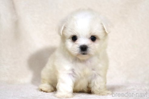 成約済の滋賀県のミックス犬-339710の7枚目