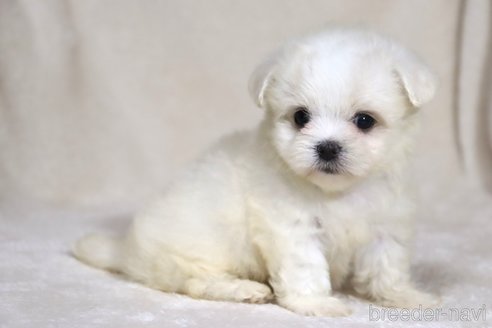成約済の滋賀県のミックス犬-339710の5枚目