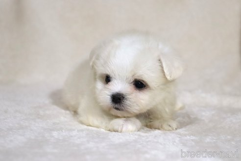 成約済の滋賀県のミックス犬-339710の4枚目