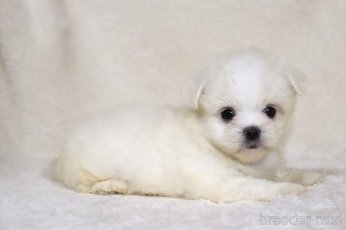 成約済の滋賀県のミックス犬-339710の2枚目
